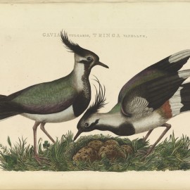 Nederlandsche_vogelen_(KB)_-_Vanellus_vanellus_(064d) Nederlandsche_vogelen_(KB)_-_Vanellus_vanellus_(064d)