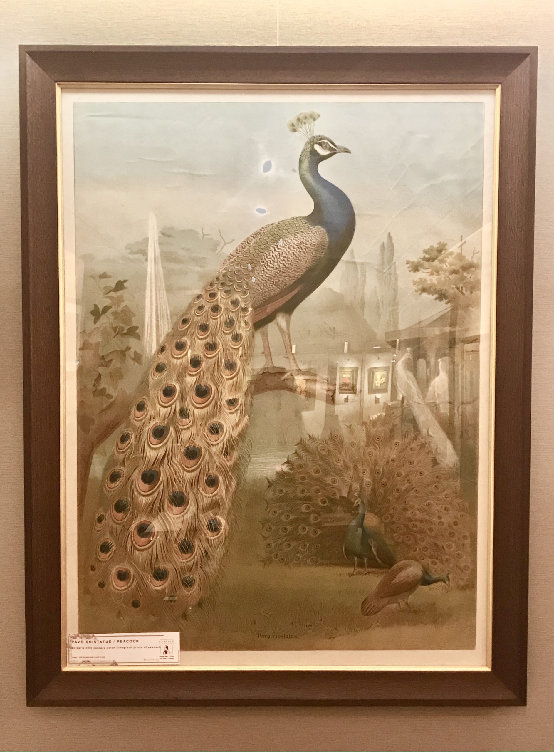 Peacock - Anonymous (1910-1920)