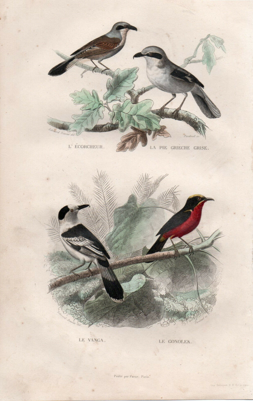 Antique Print of Birds - Buffon (1748)