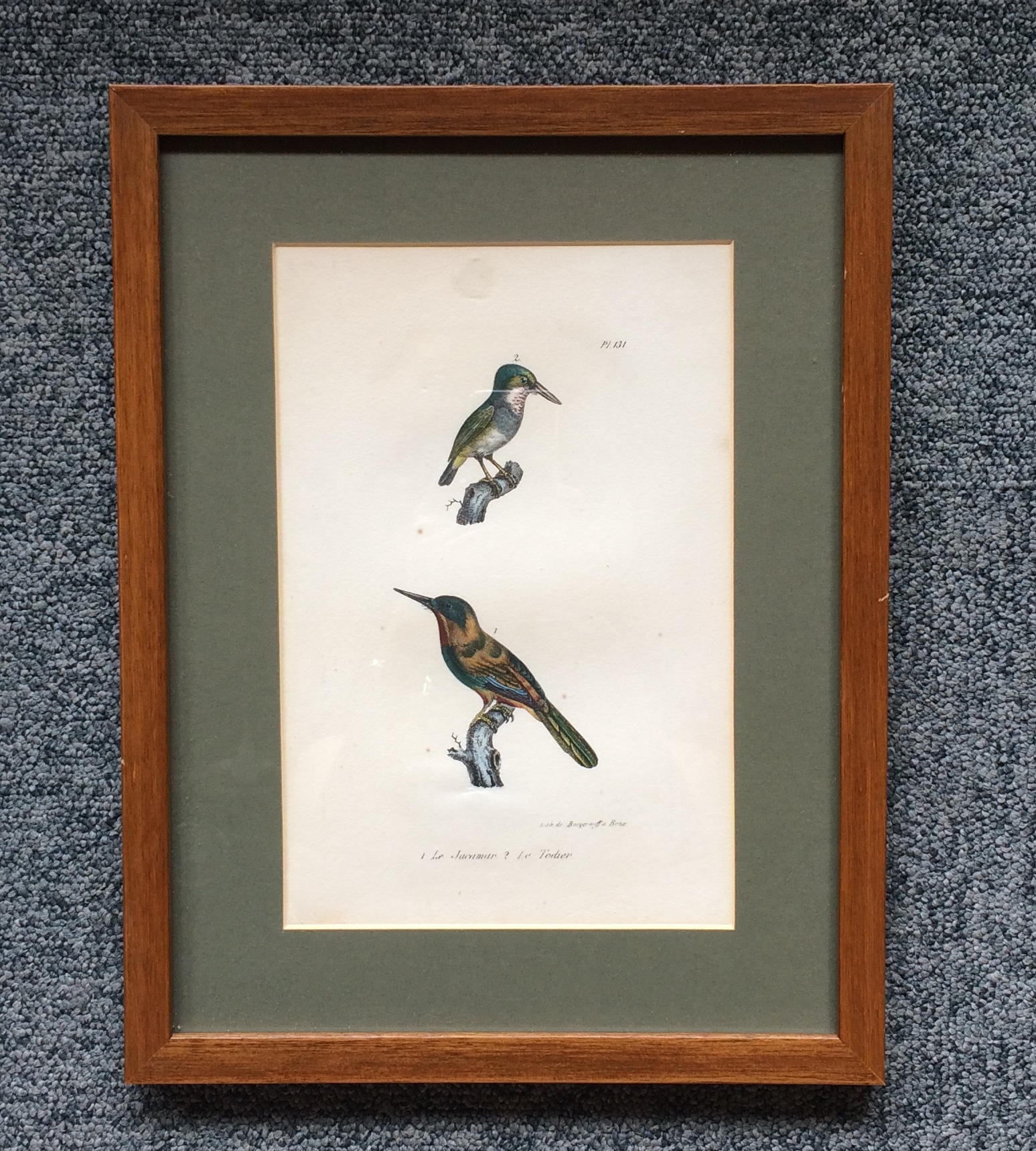 Antique Print of Jacamars and African Pygmy Kingfisher bird - Daubenton (1833)