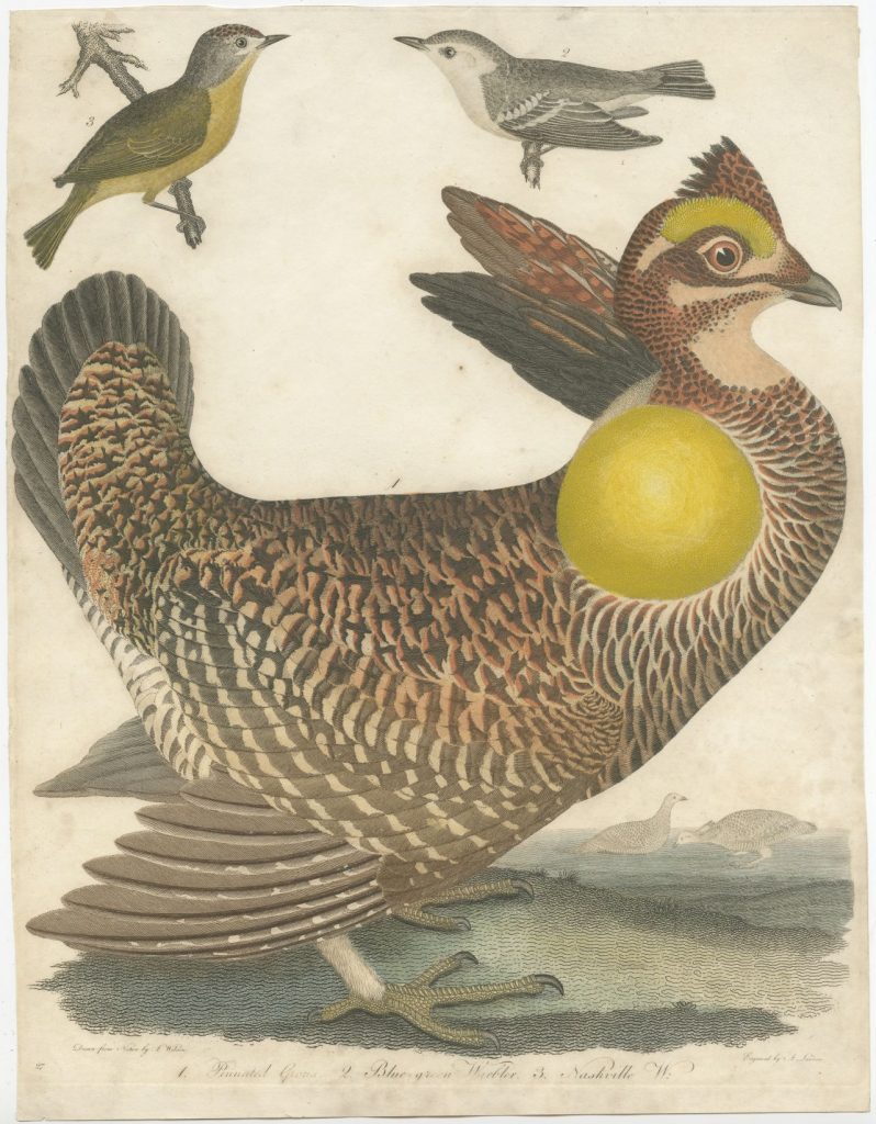 Antique Print of Grouse